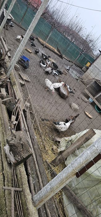 De vanzare Rate mute si gaini/cocosi