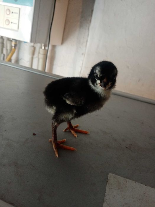 Дакан цыплята 10 шт