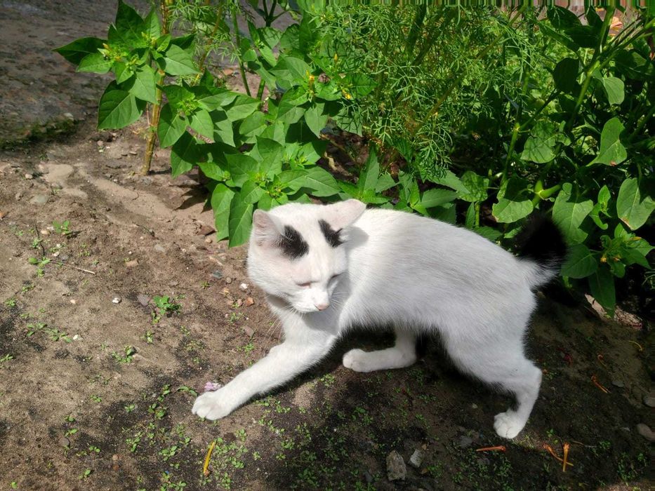 Отдам кота бесплатно