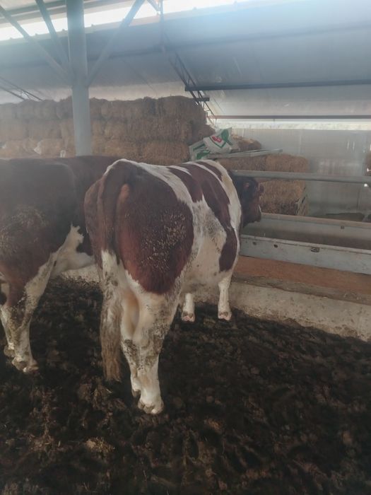 Smental buqa 1 yosh 2 oylik