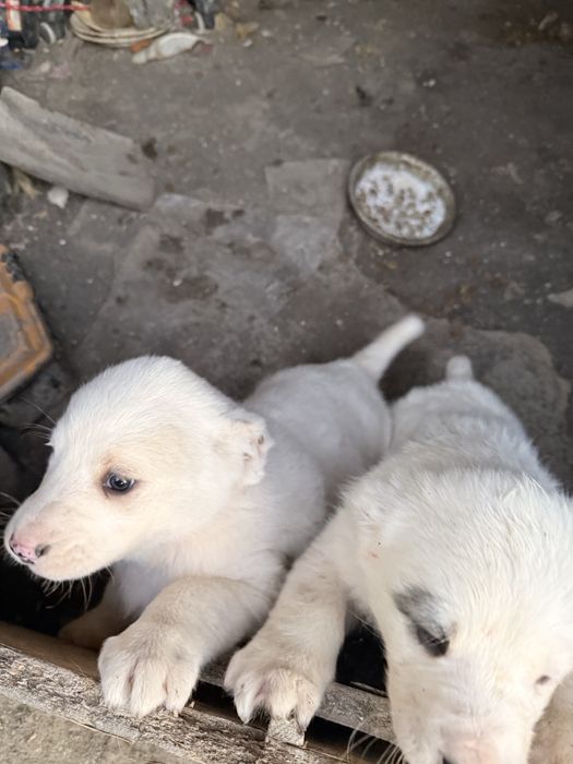 Күшік сатылады алабай