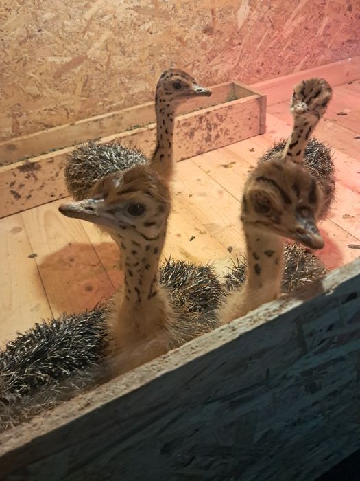 Pui de struț african