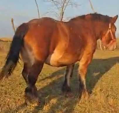 Manz Armăsar de 8 Luni