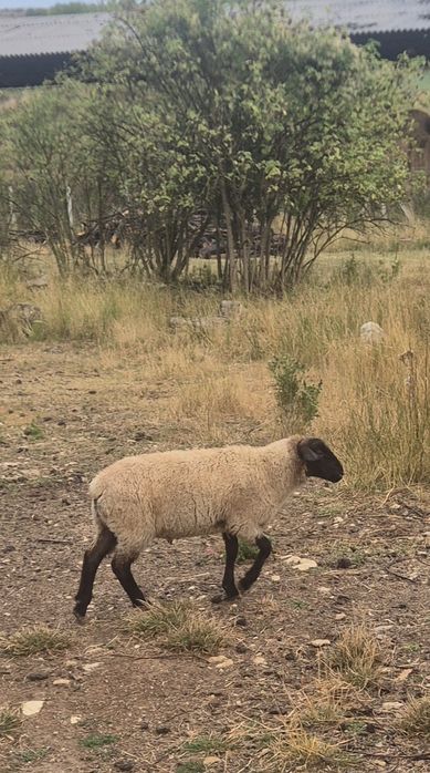 Berbec hibrid  suffolk