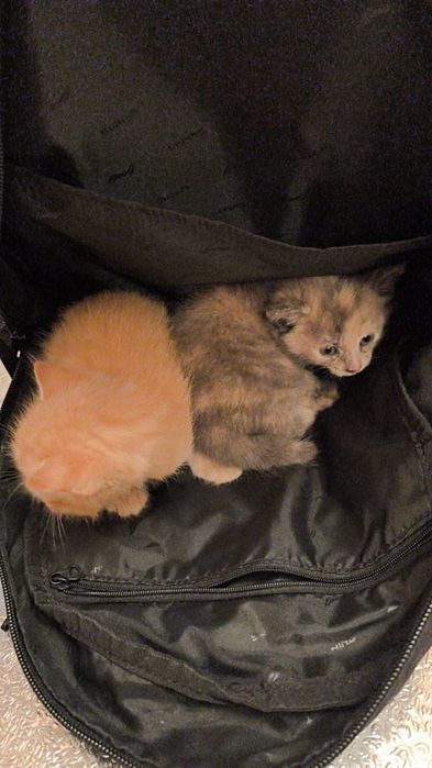 Отдам бесплатно !!!