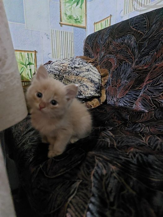 Котёнок в добрые руки