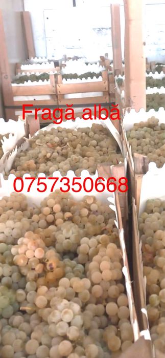 Struguri pentru vin