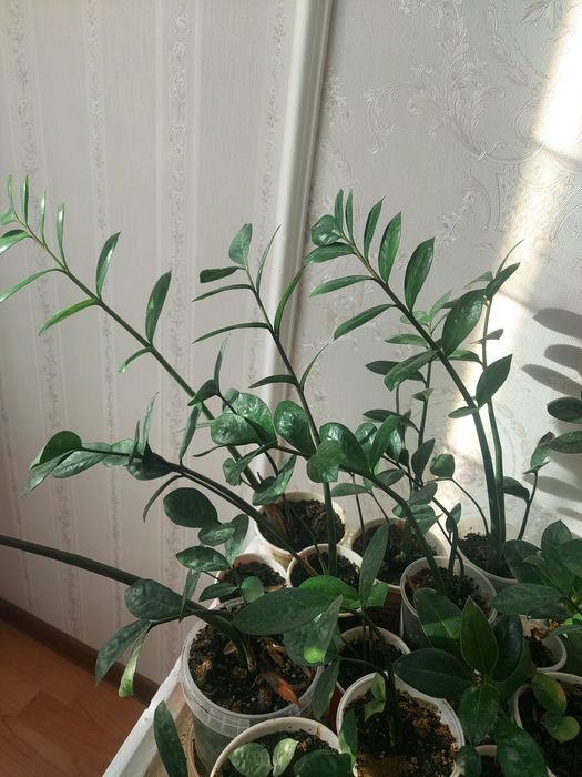 Замиакулькас, денежное дерево