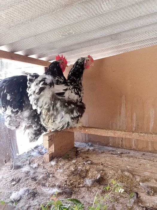 Куриные инкубационные яйца разных пород