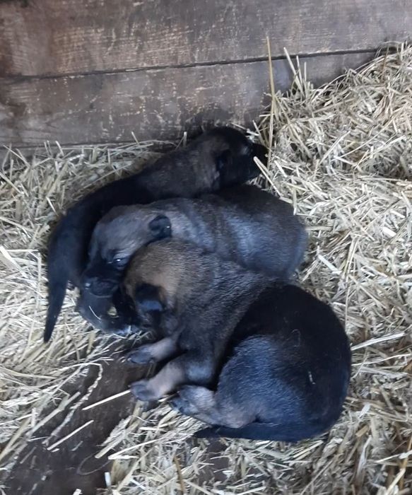 Продам щенков Волкособа!