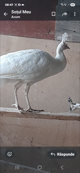 Schimb dau vind  paun mascul cu femela sau tot mascul exclus standard