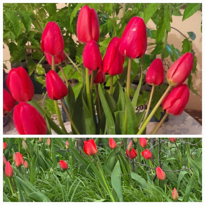 Тюльпаны 150 тенге