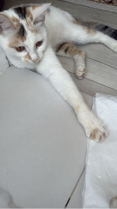 Отдам в добрые руки