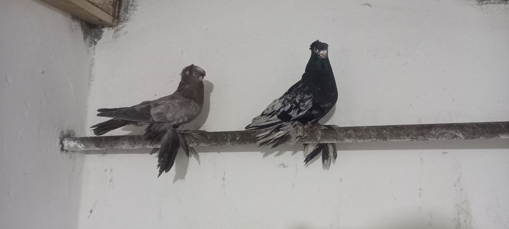 Пара челкарей 30 тысяч