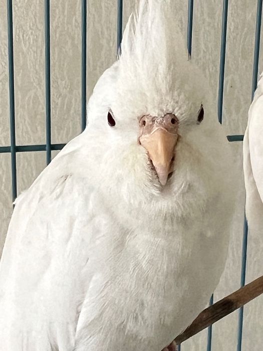 4 корели на разумна цена.