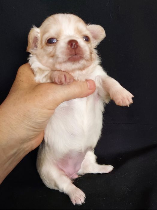 Продаю щенков чихуахуа