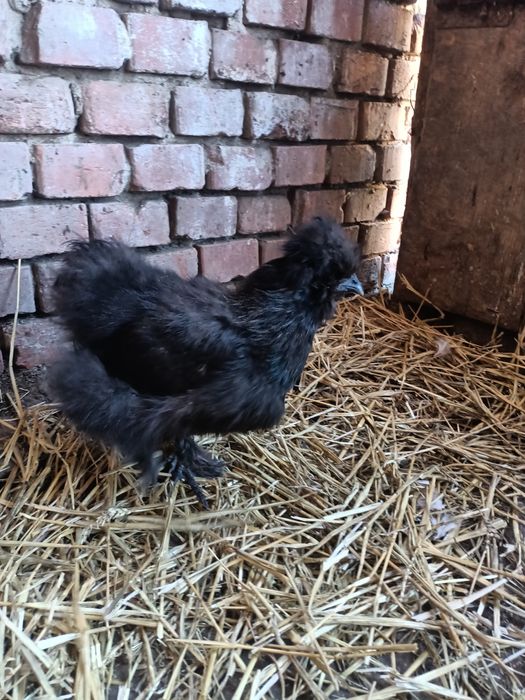 Vând două perechi mătase japoneză