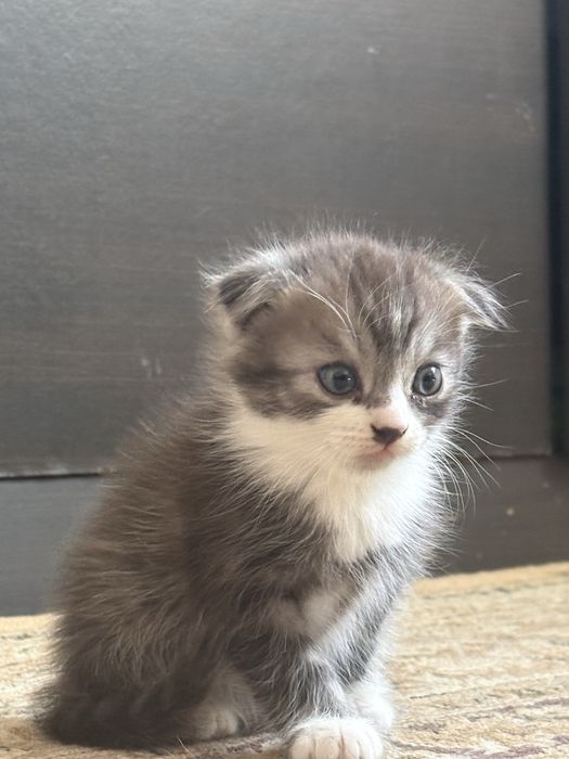 Продам кошка мальчик