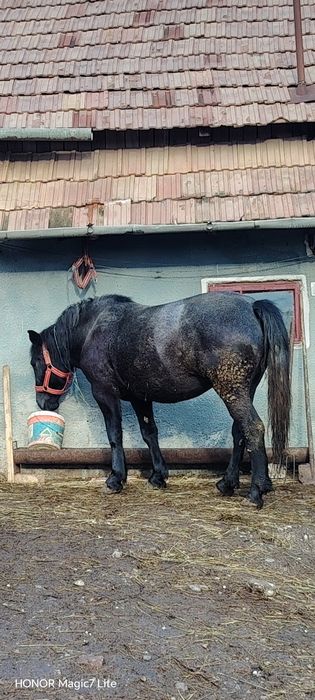 Mânză  de 3 ani de vanzare