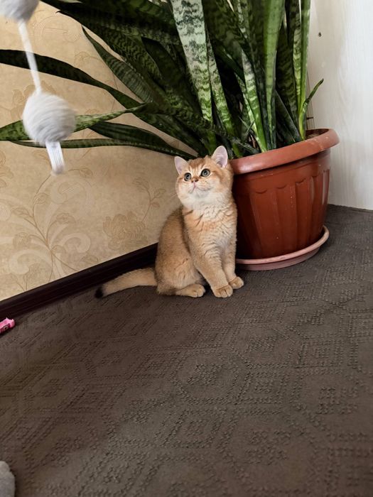 золотая шиншилла оргинал