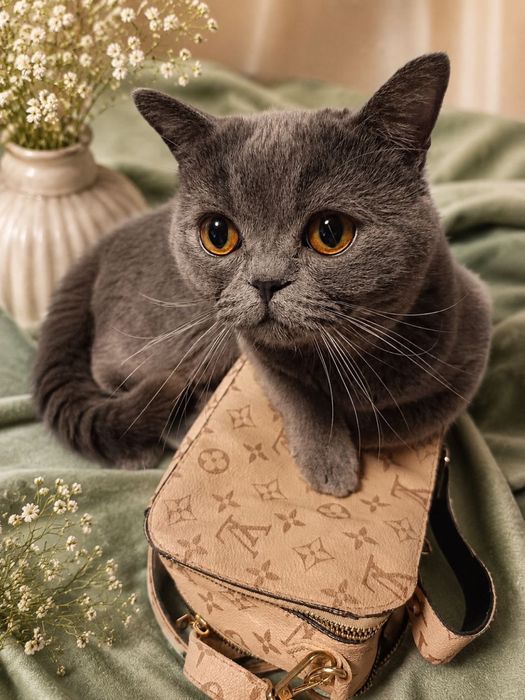 Вязка котов чистокровный британец