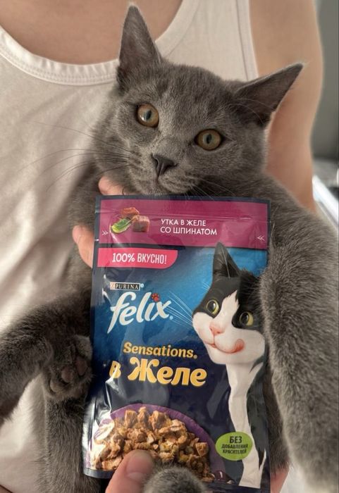 Отдаем котенка в добрые руки! Срочно!