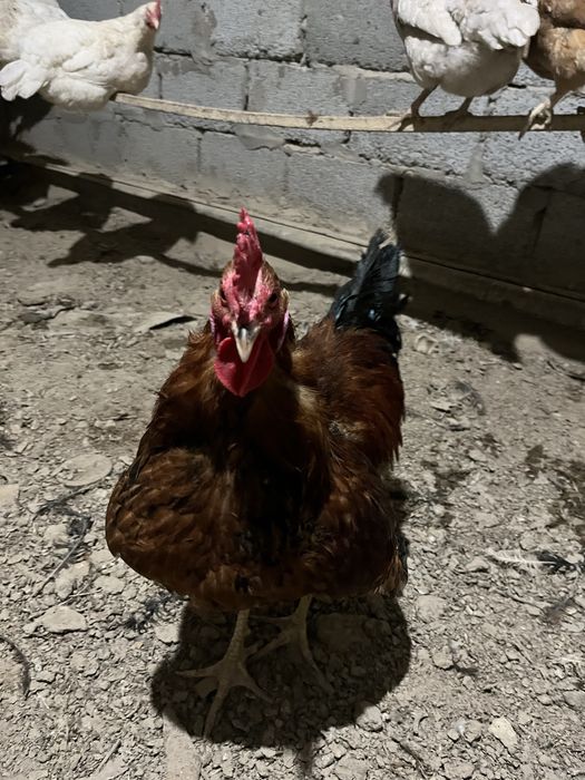 бағасы түспейді