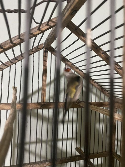 Щегол пепел самец огромный