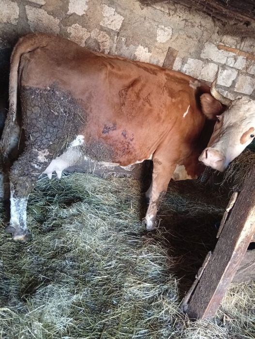 Vând vaca frumoasă