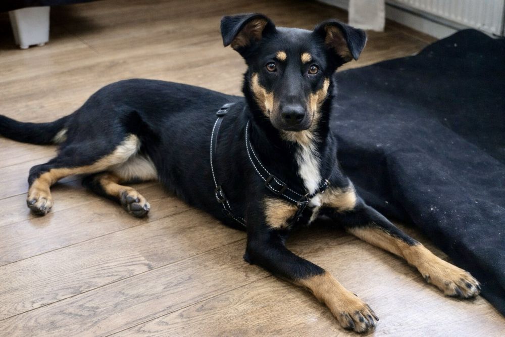 Собака Найла — нежная девочка в семью