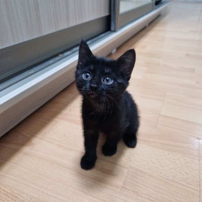 Котенок, 2 мес, дев, р.Нурсая