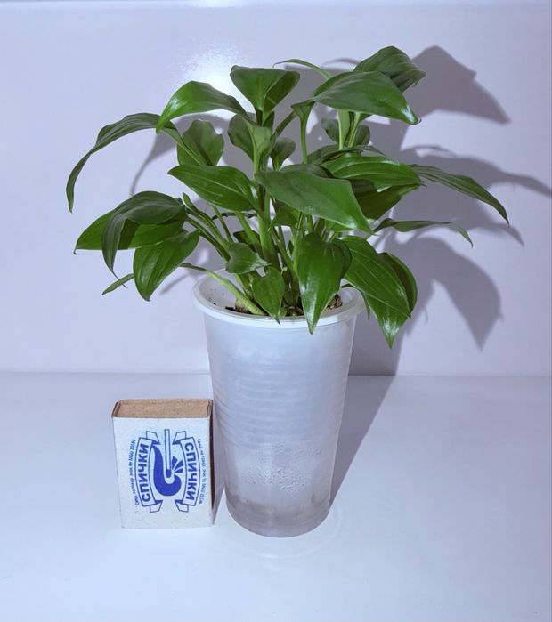 Спатифиллум, комнатные цветы, комнатные растения