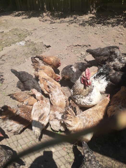 Продам курей домашние
