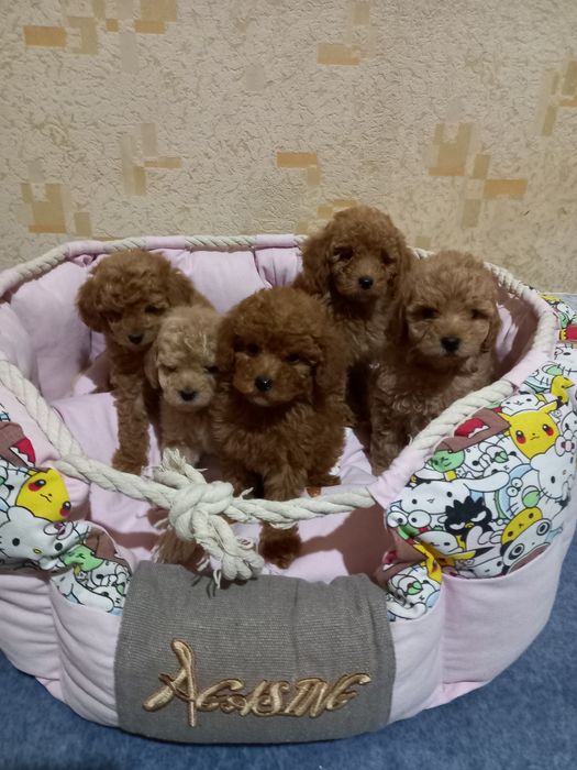 Щенки пуделя с документами.