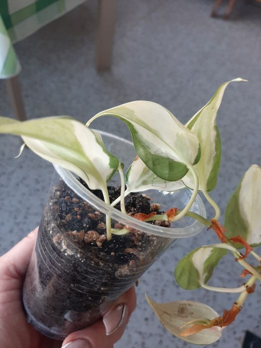 Комнатные цветы разные