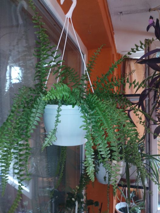 Plante de apartament curgatoare