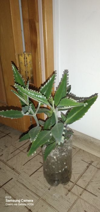 Продам цветок лекарственный каланхоэ