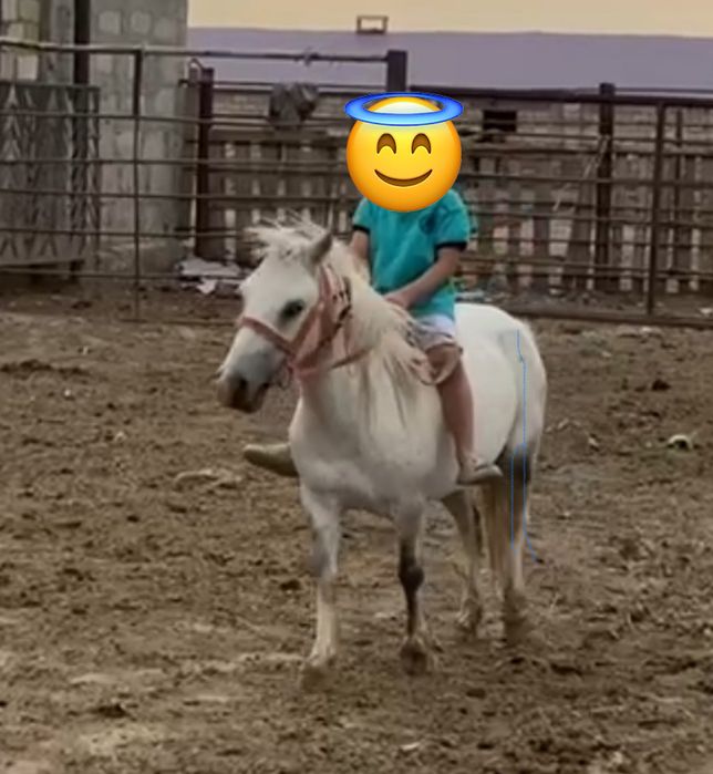 пони белая кобыла