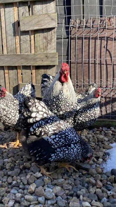 Oua pentru incubat diferite rase