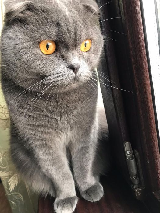 Отдам кота Бесплатно