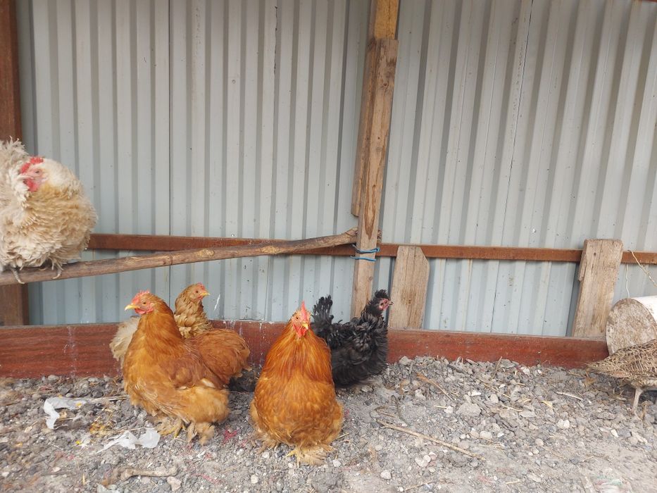 Кохенхин палевый пара