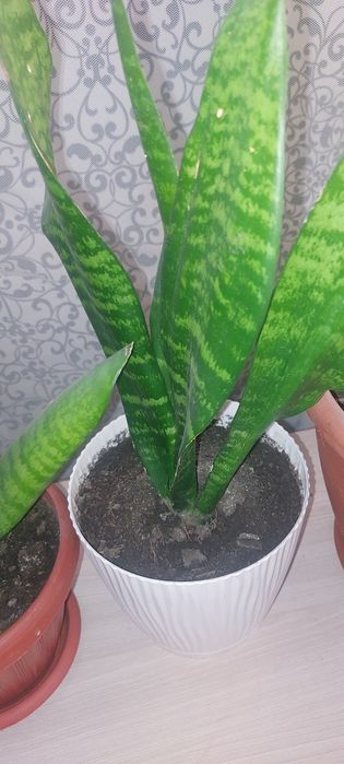 Продам  комнатных цветов