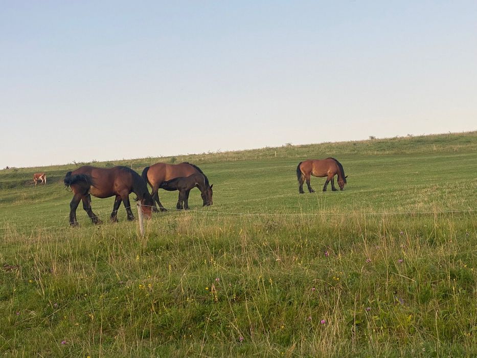 Doua iepe si un armasar schimb cu masina