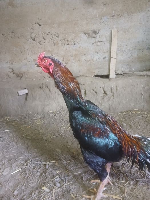 Kulangi ( Dakan xoʻroz )