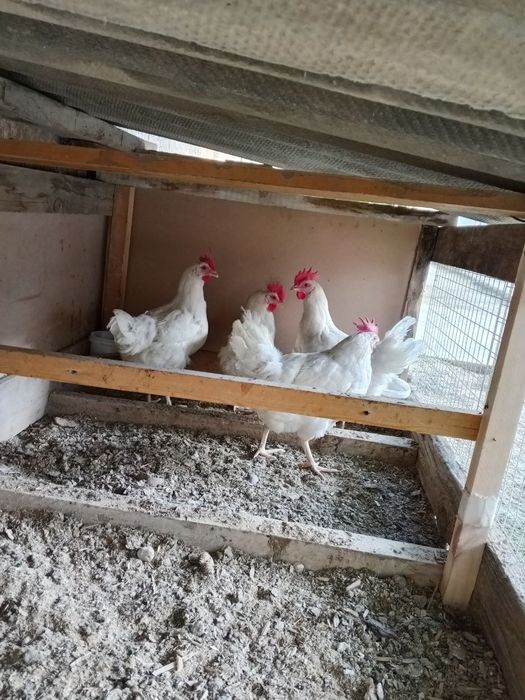 Loman sendin tovuqlar