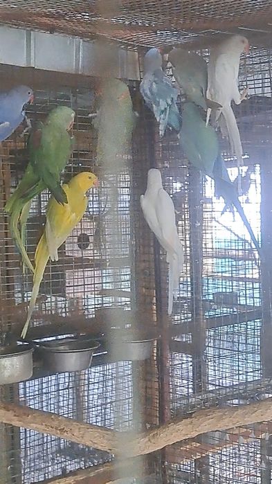 Păsări exotice și altele