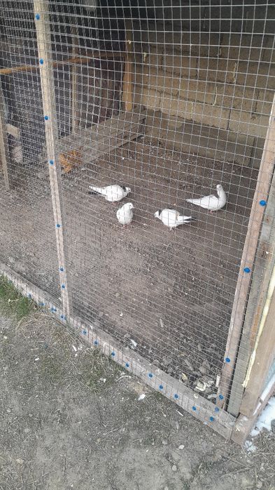 Кептер кептер ке