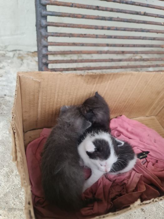 Donez pui de pisică găsiți și salvați-sănătoși!