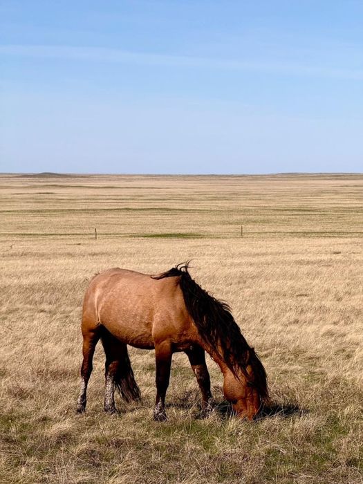 Айгыр сатылады Мугалжар