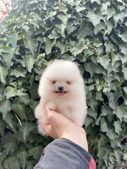 Померан мини момиче със втора ваксина